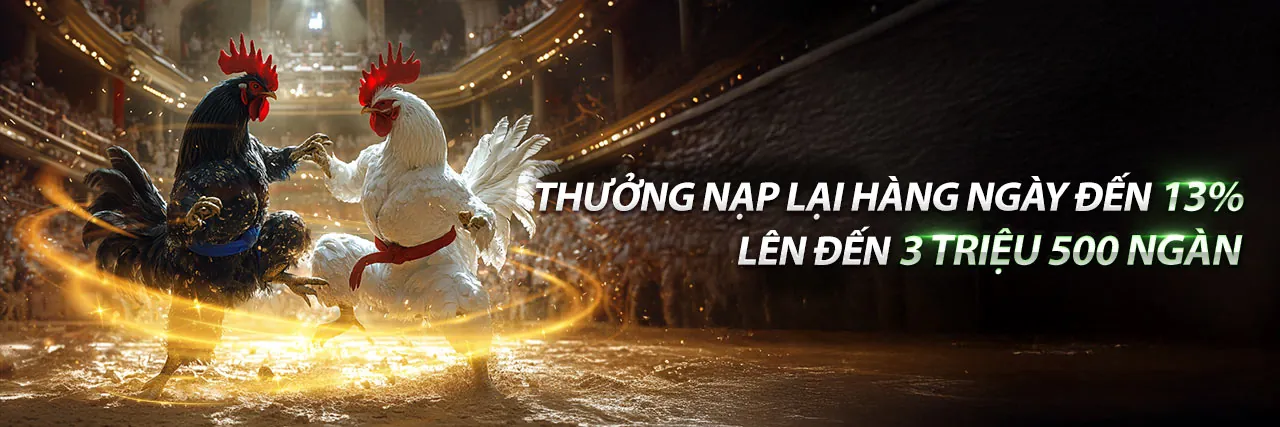 Sân đấu đá gà King33 sôi động với hai chiến kê mạnh mẽ